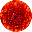Jacklyn H. profile picture